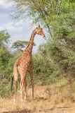 M4_11359 - Reticulated Giraffe