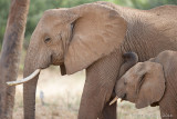 1DX_6452 - Baby elephant nursing