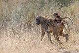 1DX_6568 - Baboons