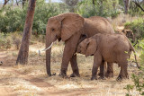 M4_11098 Samburu Elephant Nursing Slide.jpg