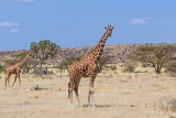 M4_11298 giraffe slide samburu.jpg