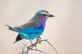1DX_6753 - Lilac Breasted Roller
