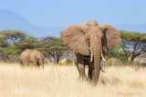 1DX_7167 Elephant Slide Samburu.jpg