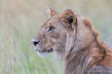 1DX11186 - Young Lion