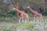 M4_11525 - Giraffes 