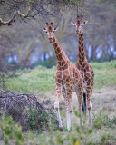 1DX_8196 - Rothschild Giraffes