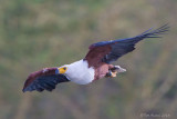 1DX_9181 - African Fish Eagle