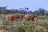 M4_11181 - Elephants