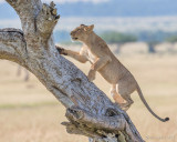 1DX11676 - Lion climbing tree