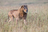 1DX_9917 - Approaching Lion