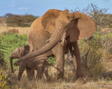 M4_11110 - Baby Elephant with Mother