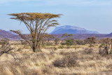 M4_11224 - Samburu National Reserve