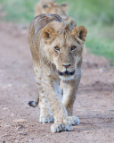 1DX10979 - Young Lion