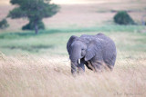 1DX_11765 - Elephant in high grass