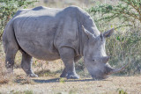 1DX_8675 -  Rhino