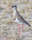 1DX_4823 - Crowned Plover