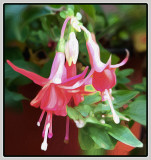 Fuchsia