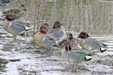 Teal, Green Winged 9065