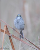 Seaside Sparrow DSCN_270734.JPG