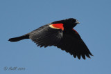 Blackbird, Red-winged DSCN_199777.JPG