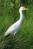 Egret, Cattle DSCN_187880.JPG