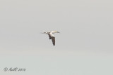 Gannet, Northern DSCN_228734.JPG