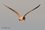 Gull, Laughing DSCN_197623.JPG