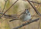 Sparrow, Lark DSCN_257554.JPG