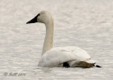 Swan, Trumpeter DSCN_301758.JPG