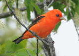 Tanager, Scarlet DSCN_270852.JPG