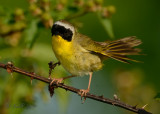 Warbler, Common Yellowthroat DSCN_278861.JPG