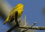Warbler, Yellow DSCN_269812.JPG