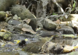 Waterthrush, Louisiana DSCN_201790.JPG