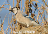 Bluejay DSCN_226223.JPG