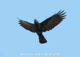 Crow, American DSCN_216993.JPG