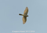 Hawk, Coopers DSCN_216340.JPG
