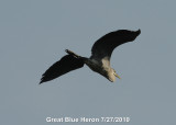 Heron, Great Blue DSCN_203419.JPG