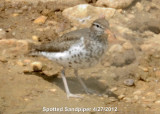 Sandpiper, Spotted DSCN_269350.JPG