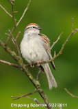 Sparrow, CHipping DSCN_233939.JPG