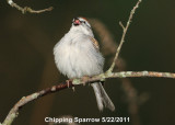 Sparrow, Chipping DSCN_233914.JPG