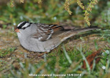 Sparrow, White-crowned DSCN_214378.JPG