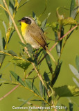 Warbler, Common Yellowthroat DSCN_241049.JPG