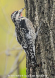 Woodpecker, Yellow-bellied Sapsucker DSCN_247873.JPG