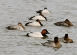 Duck, Canvasback DSCN_305501.JPG