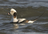 Duck, Long-tailed DSCN_303125.JPG