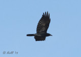 Crow, Fish DSCN_314147.JPG