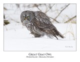 Great Gray Owl-109