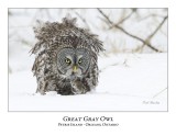 Great Gray Owl-111