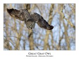 Great Gray Owl-126