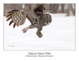 Great Gray Owl-151